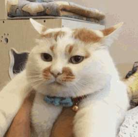 你家宠物圆润的身材，可能要以健康为代价