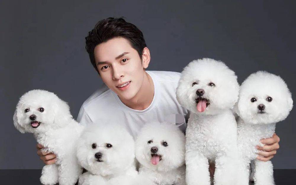 人均铲屎官的时代，为何“波奇们”却无路可走？