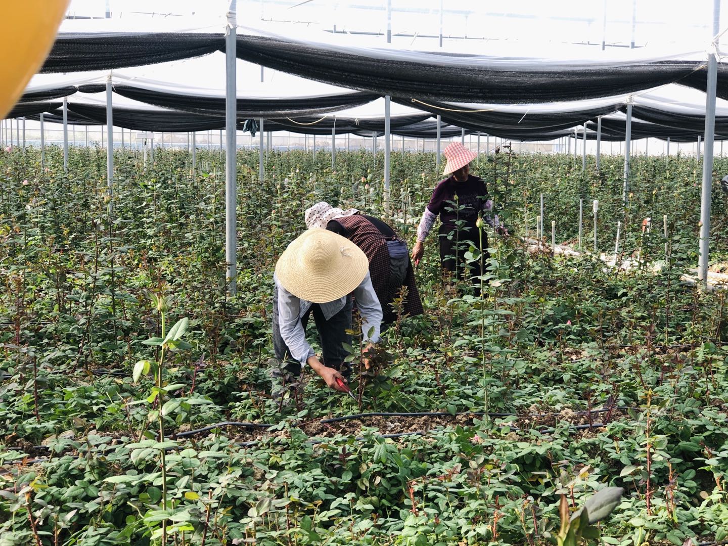 【钛晨报】李克强在云南考察；世卫组织将中国康希诺生物新冠疫苗列入“紧急使用清单”；小米集团第一季度调整后净利润28.6亿元，同比下降52.9%