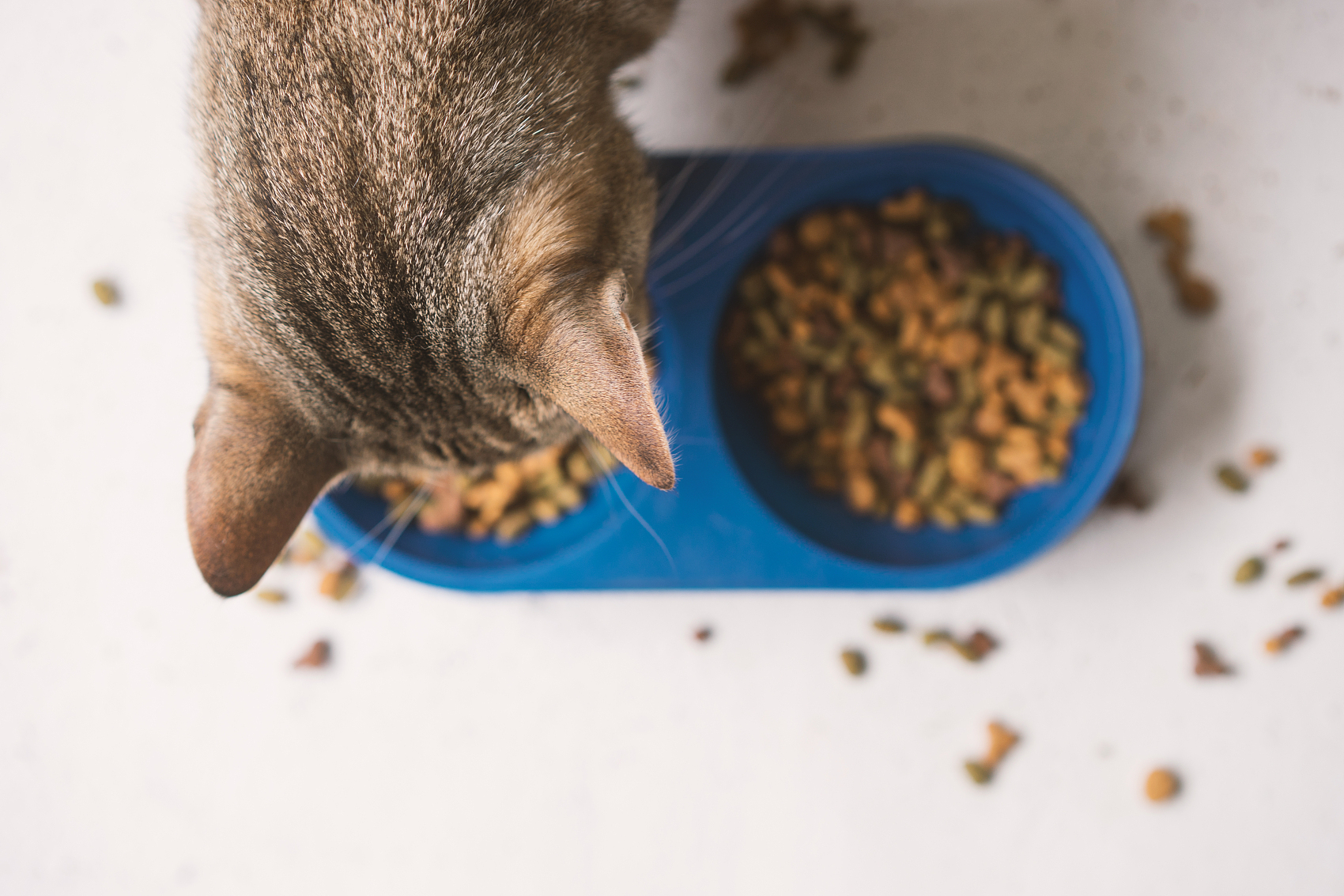 双11宠物市场悖论：厂商突围，电商败退