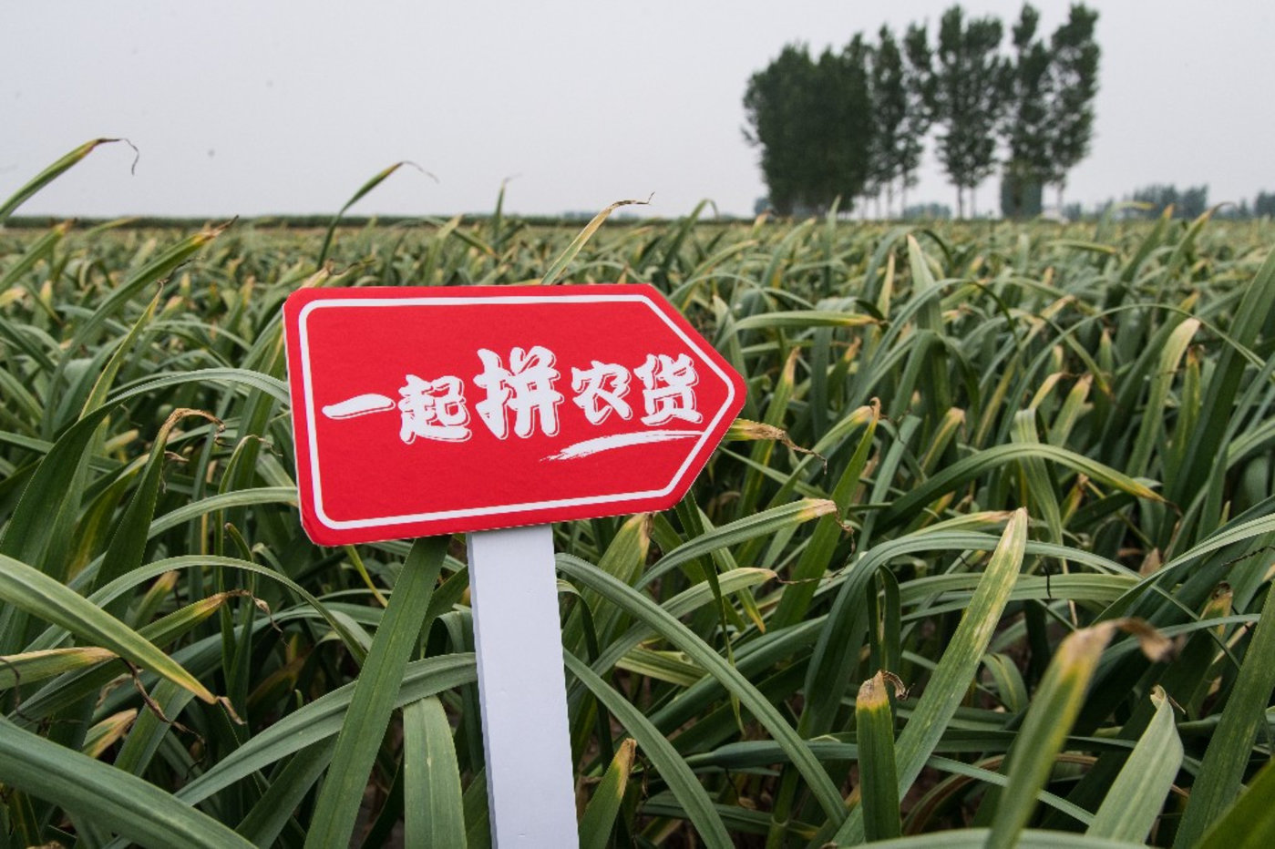 拼多多来到阶段性十字路口