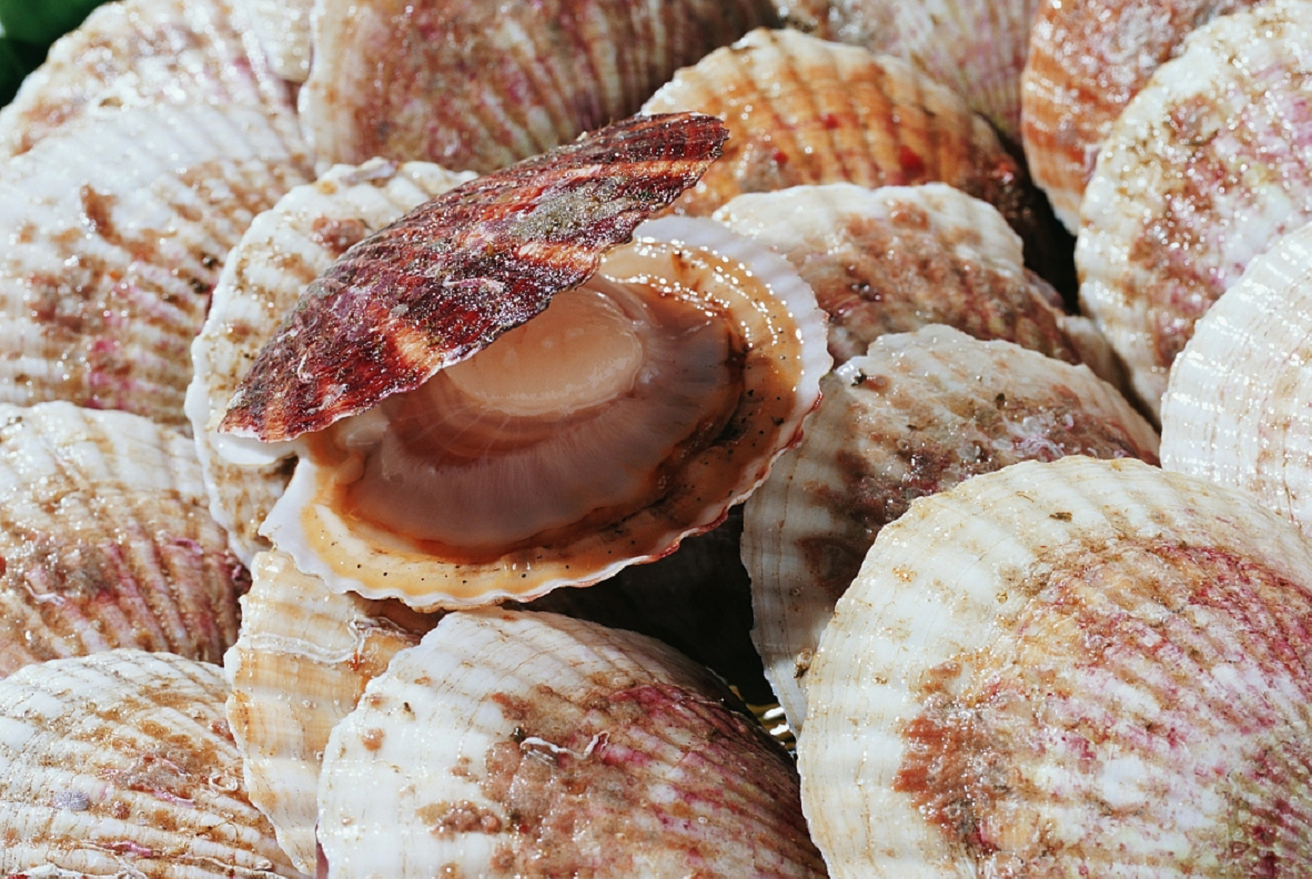 獐子岛原董事长起诉证监会，此前曾申诉，网友：扇贝要