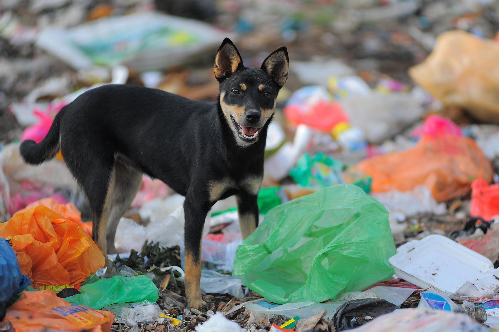 最严限塑令落地，对外卖、电商和快递业会有多大影响？