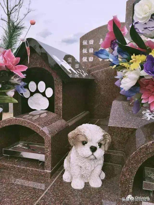 6487只宠物离开主人后来到了我设计的房子里