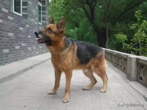 图丨我的战友贝贝