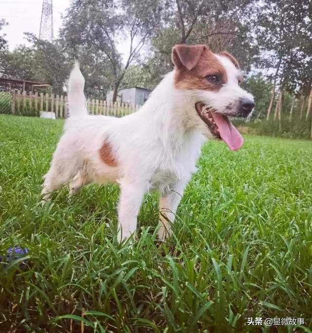 图丨安抚猫&ldquo;咪咪&rdquo;和安抚犬&ldquo;托尼&rdquo;