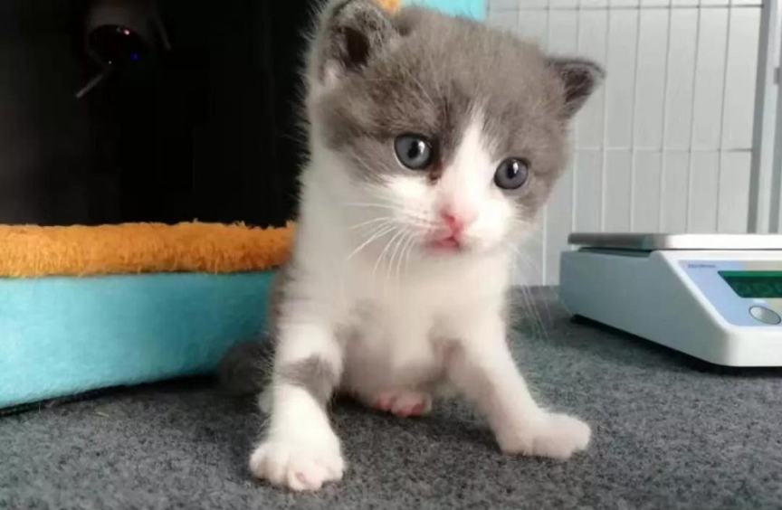 花几十万克隆宠物，我崩溃了