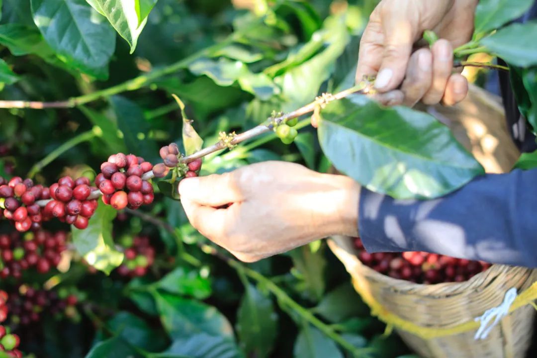 「误伤」阿里背后，云南咖啡如何逆袭？