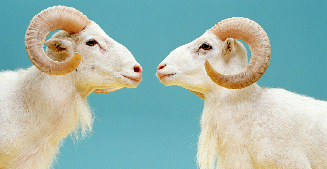 动物克隆，“钱”景光明的小众生意?