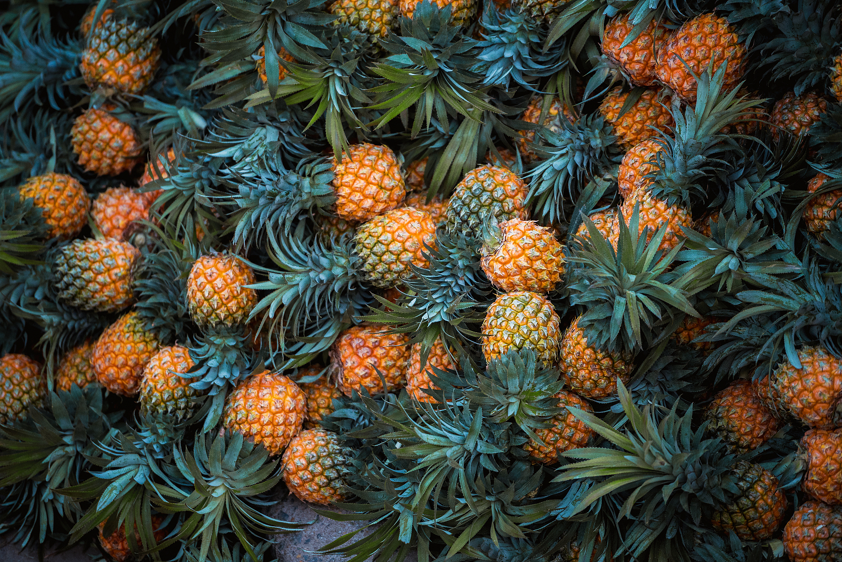 广东一个小县城，年产菠萝70万吨，吊打台湾省