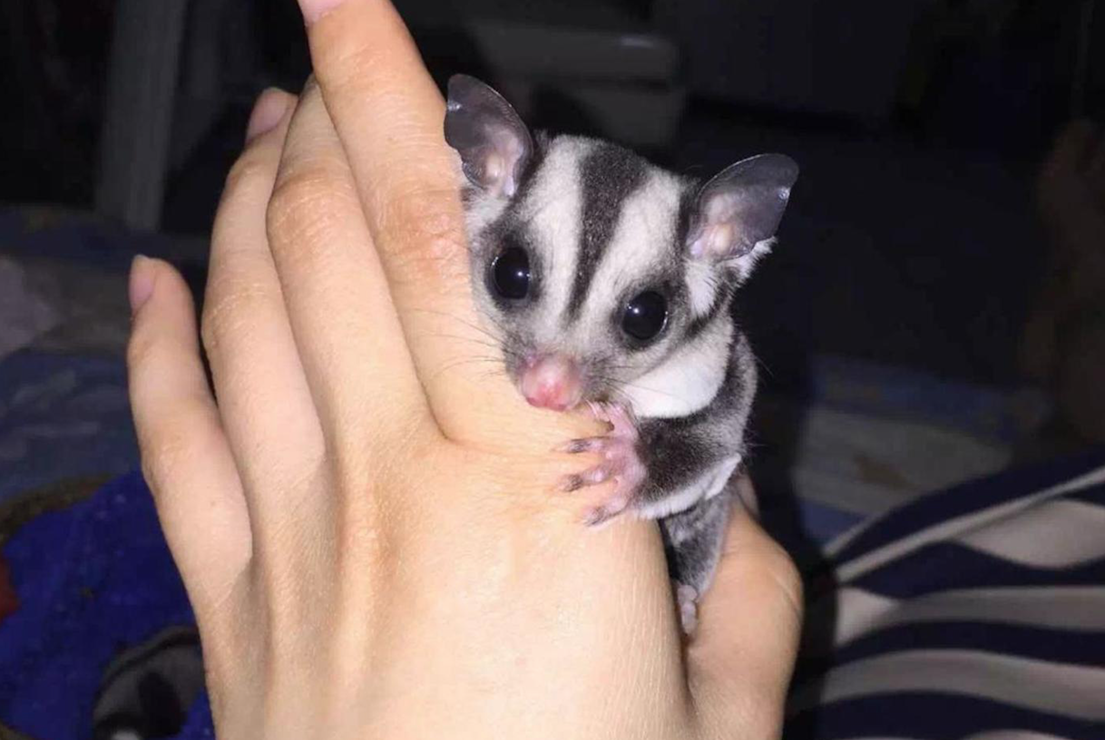 不粘人、难伺候、长得丑，但我就要养它