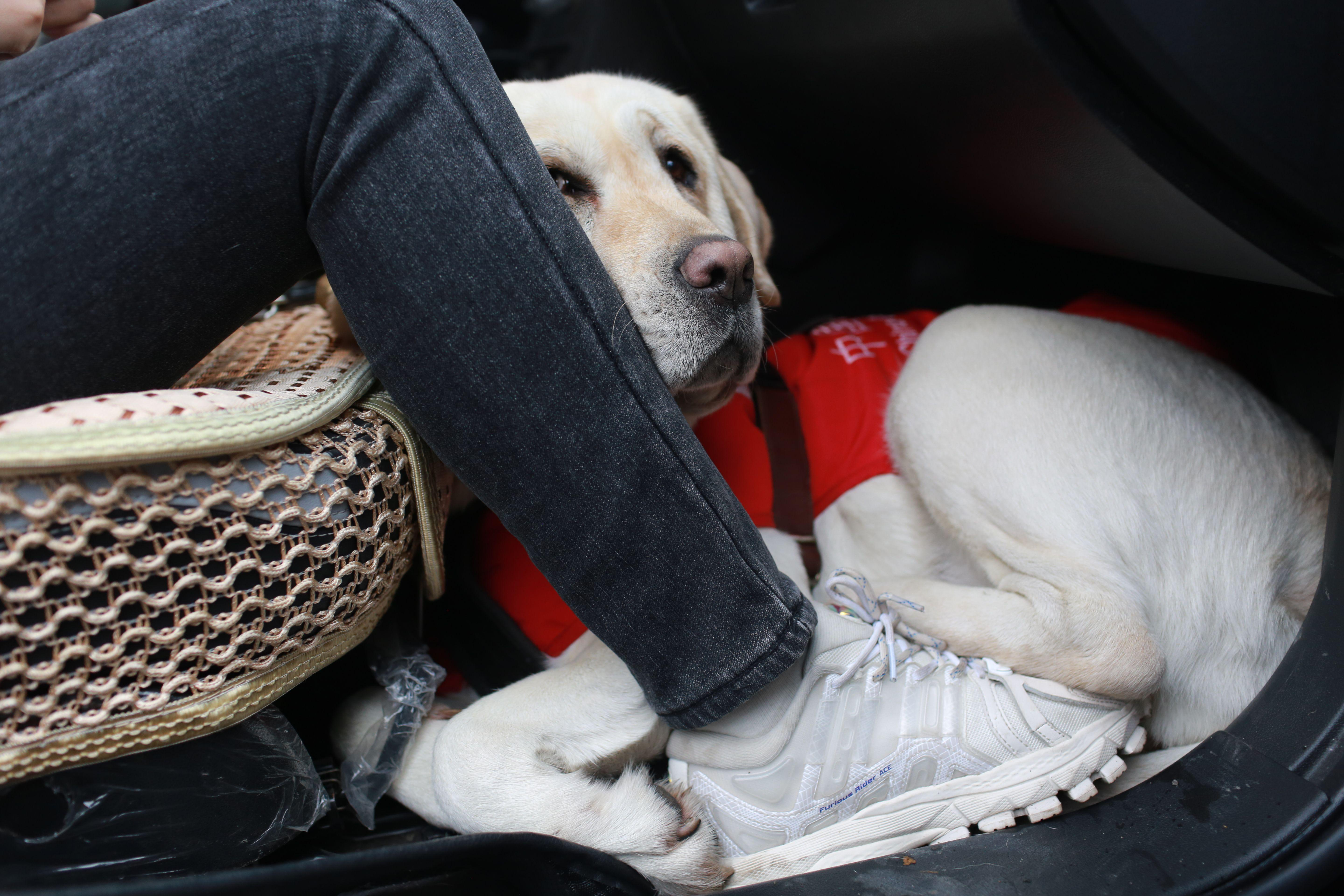 上了车，爱莎进入&ldquo;待机&rdquo;状态，并蜷缩为最省空间的姿态