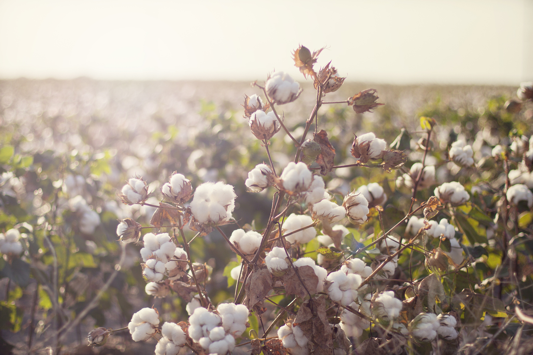洪晃：新疆棉背后的时尚脏水
