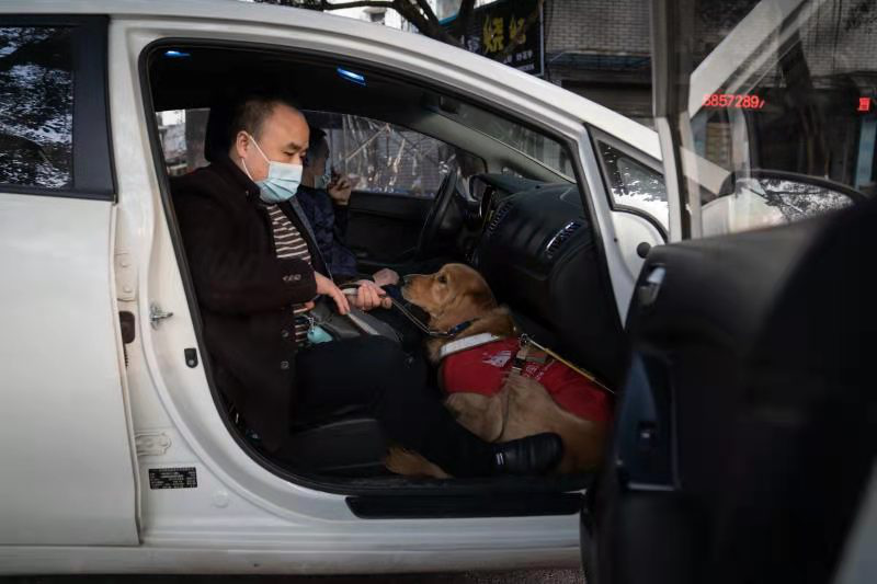 网约车上，导盲犬卧在黎洪身下