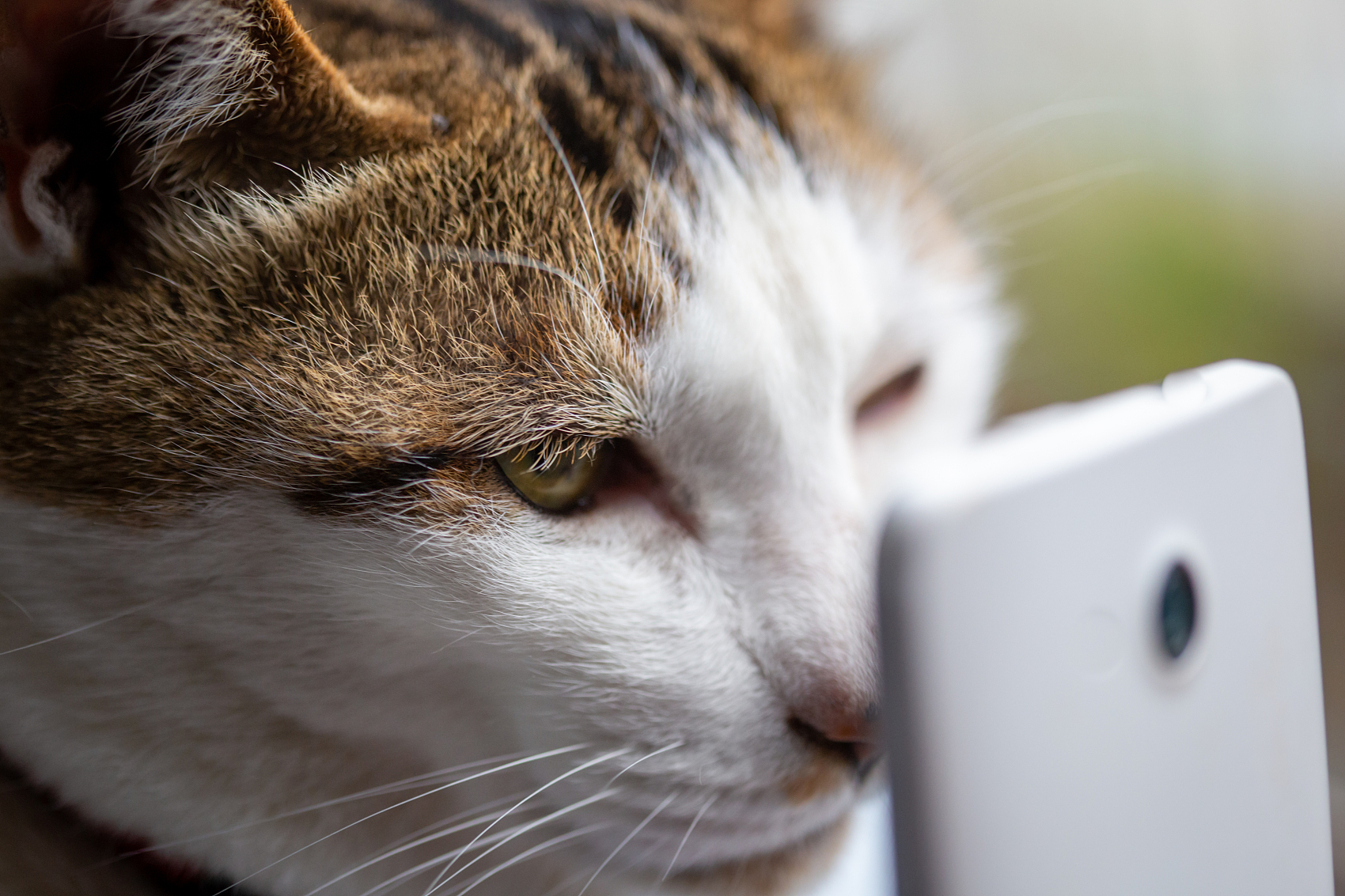 盲盒被骂，宠物们还在镜头前被逼着“作戏”