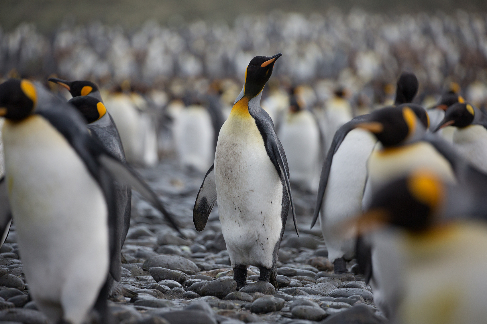 大连圣亚靠甩卖44只企鹅保壳，引发上交所“灵魂追问”