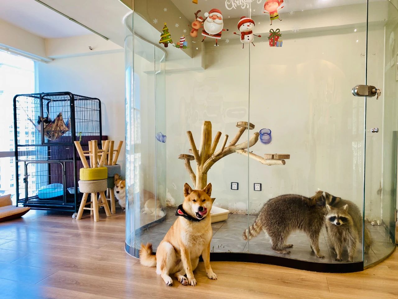 让浣熊、香猪「接客」，这届95后玩得有点野