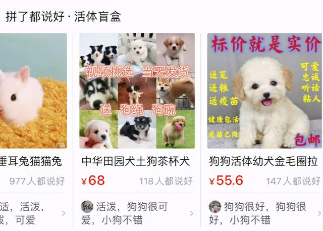拼多多上的&ldquo;活体盲盒&rdquo;