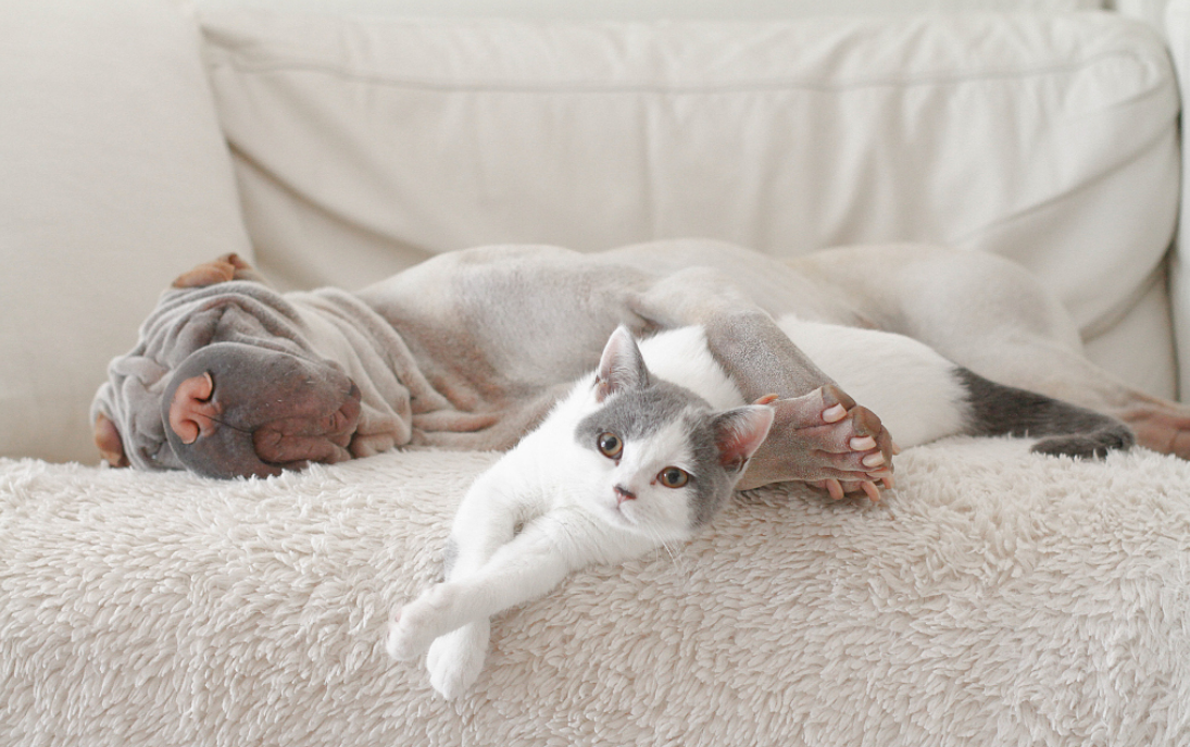 巨头瞄准宠物智能硬件：“铲屎官”的钱就那么好挣？