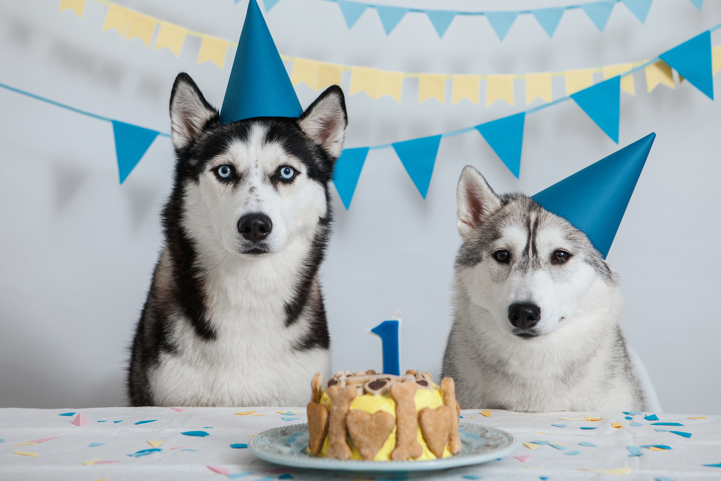 2021中国宠物食品行业深度全景解读