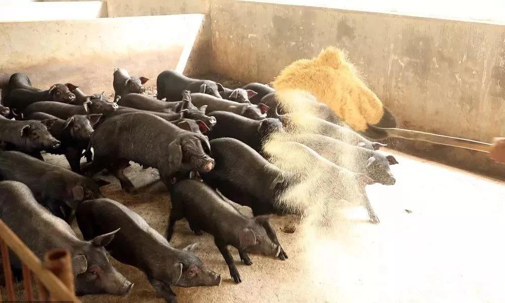 网易味央猪舍养殖的黑猪
