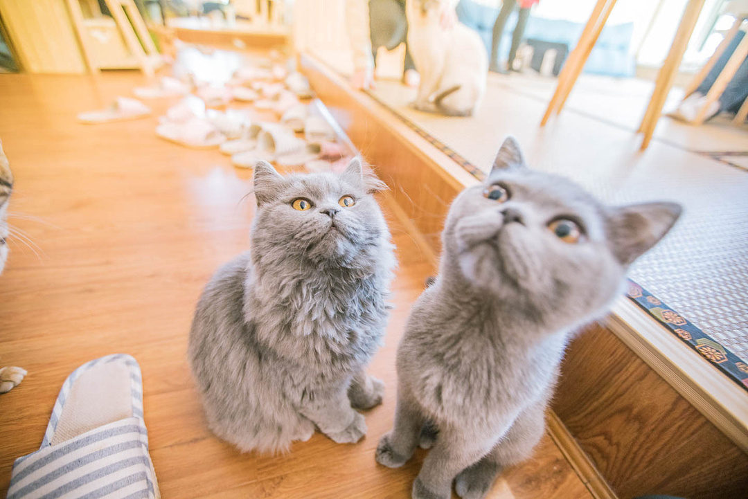 “小确幸经济”破灭，从猫咖开始