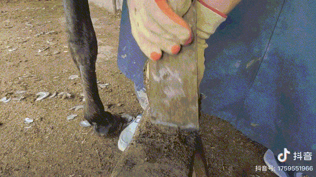 凌晨3点，我在抖音看“修驴蹄子”