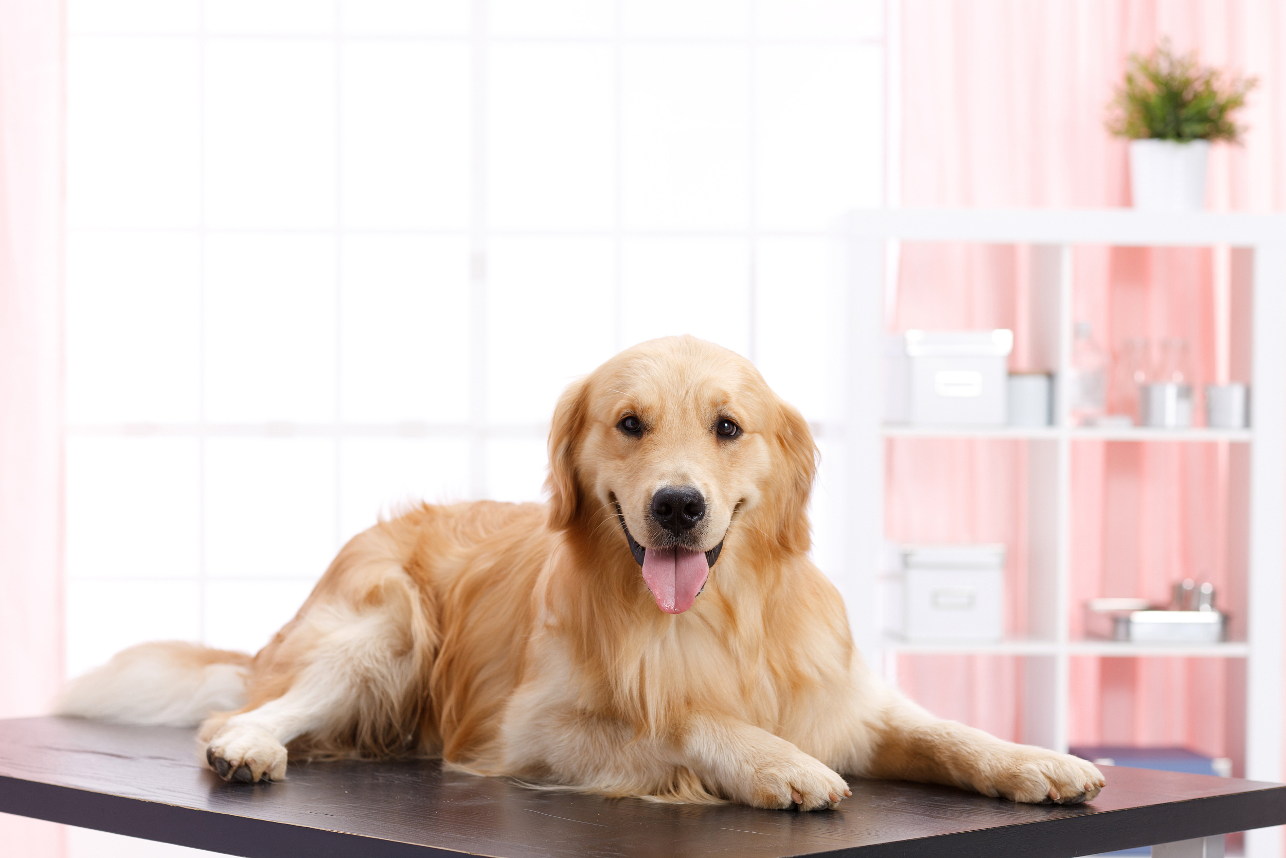 金毛犬Siri的致命托运