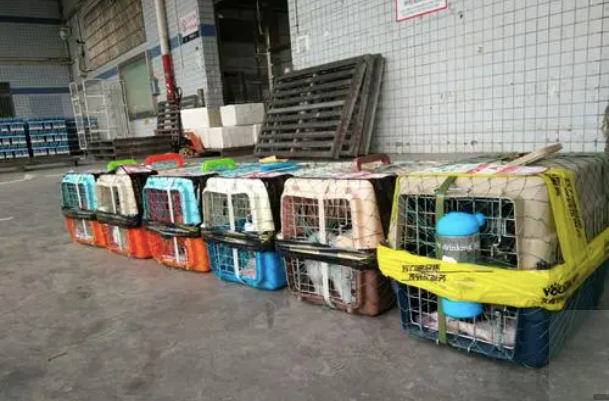 网络上的宠物托运站点