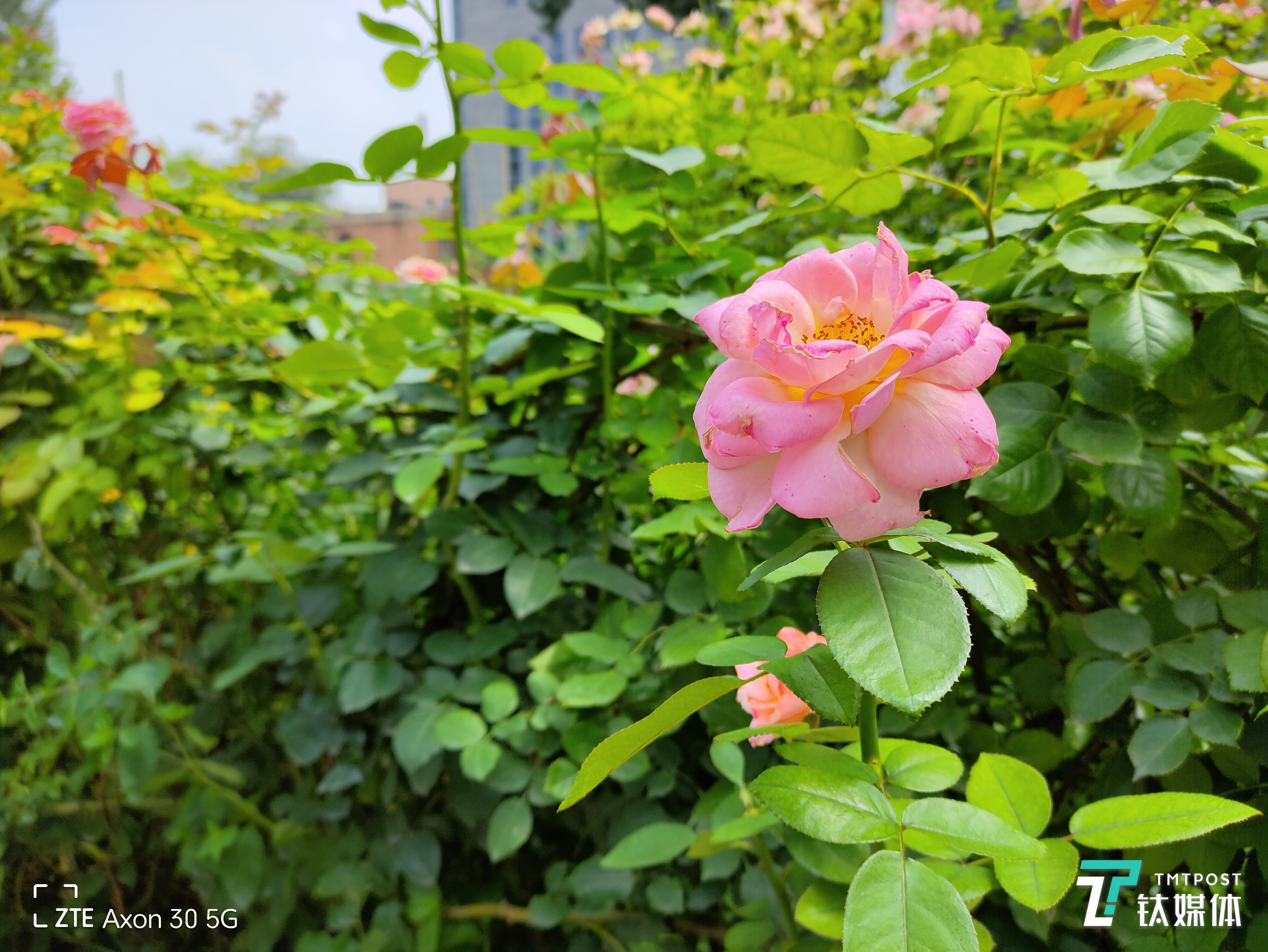 Axon30 5G-主摄样张4