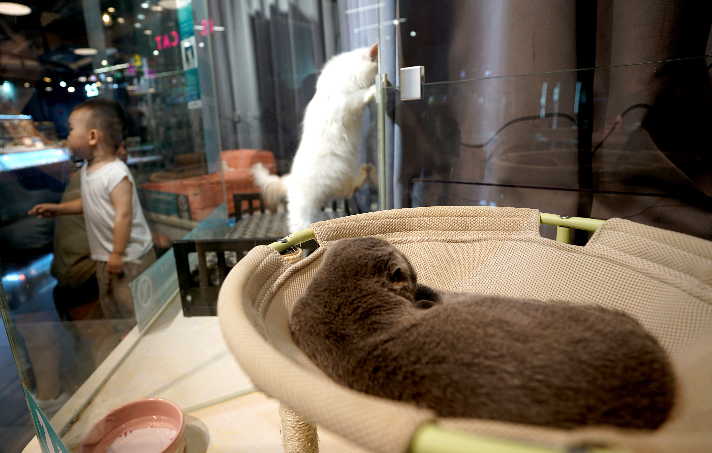 这届猫咖不太行