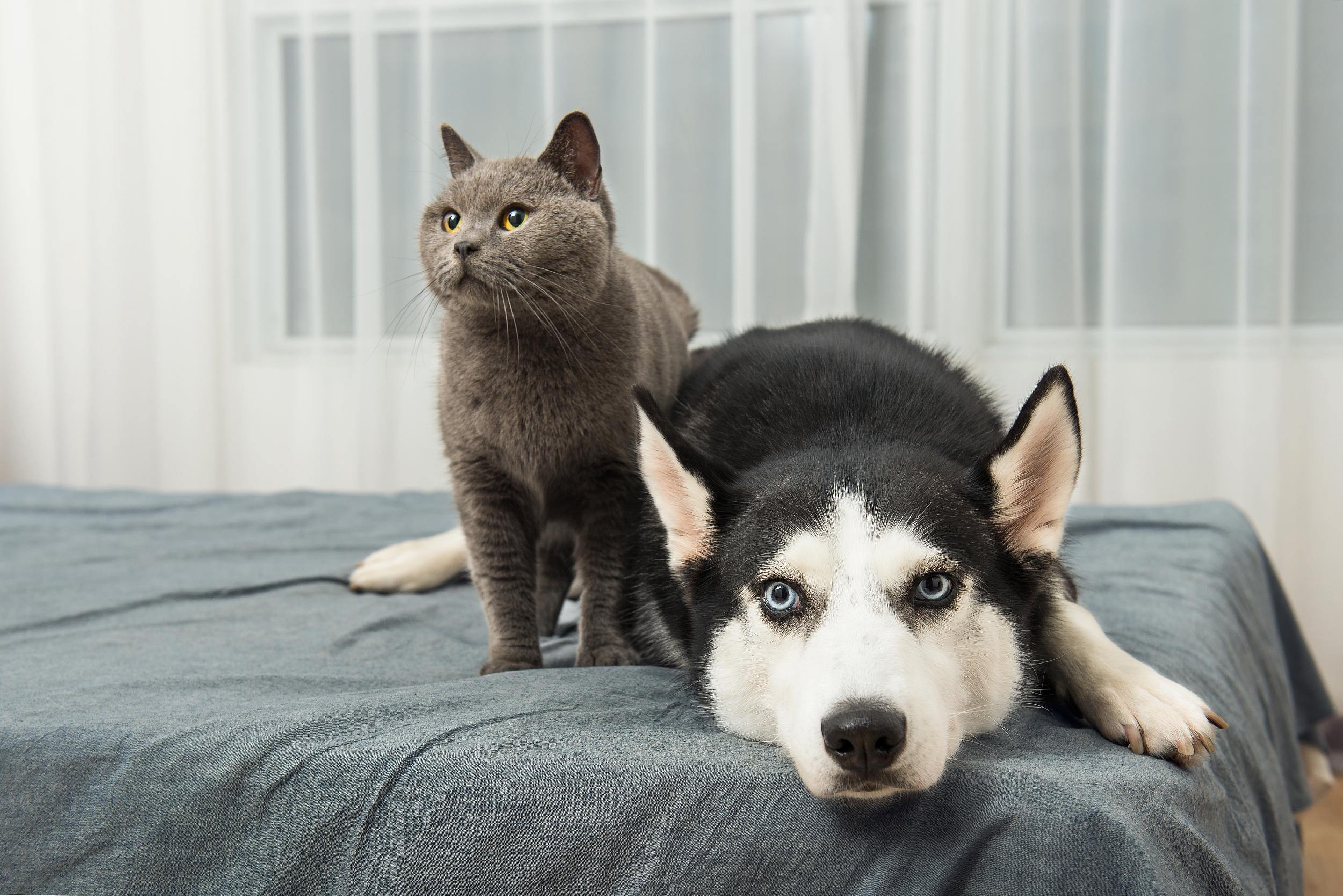 万亿宠物赛道下，被掩藏着的三大机会
