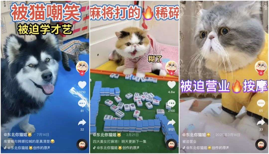 一只狗直播月入百万，宠物经济太氪金