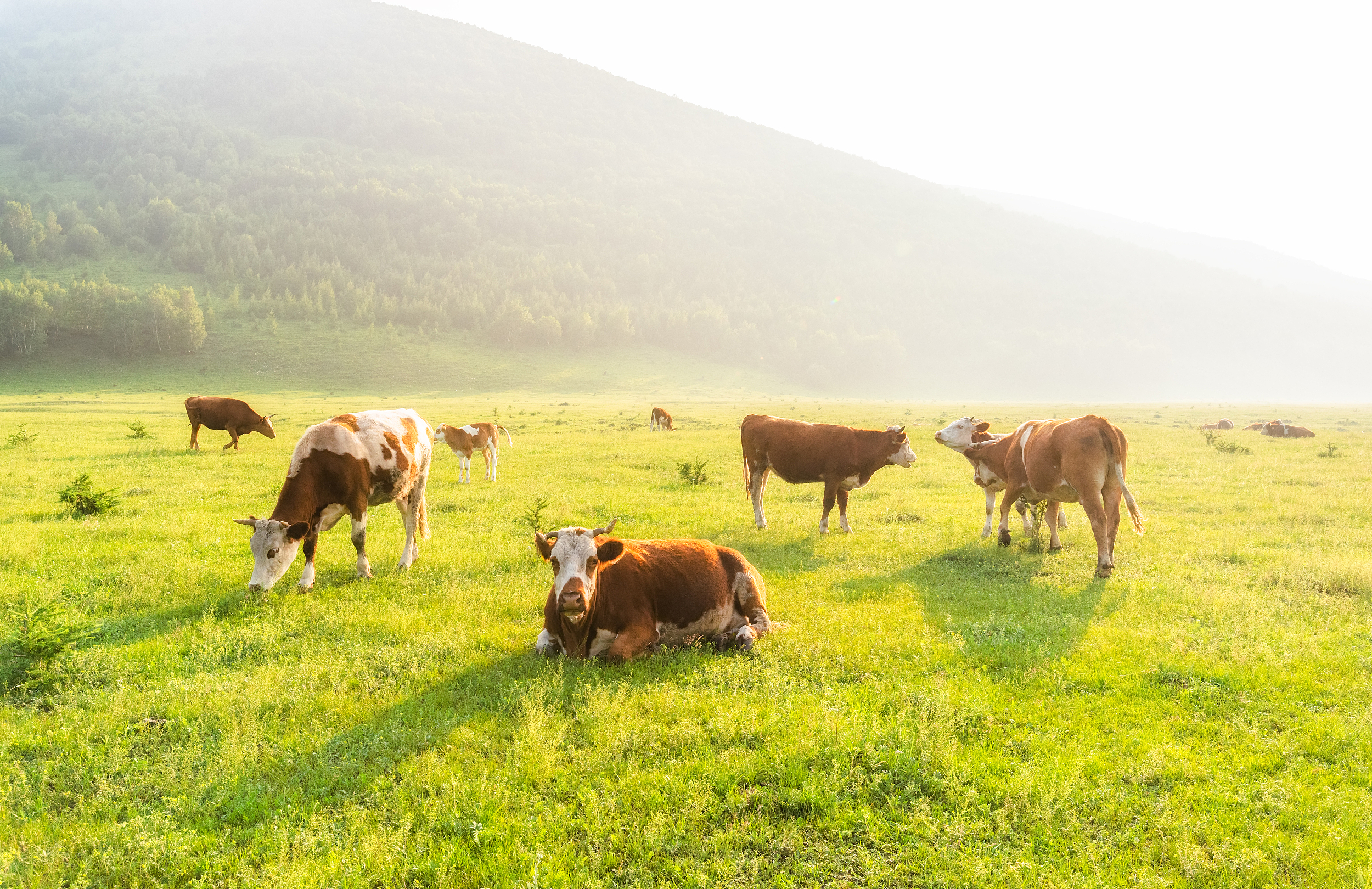 少吃肉也能减碳排？