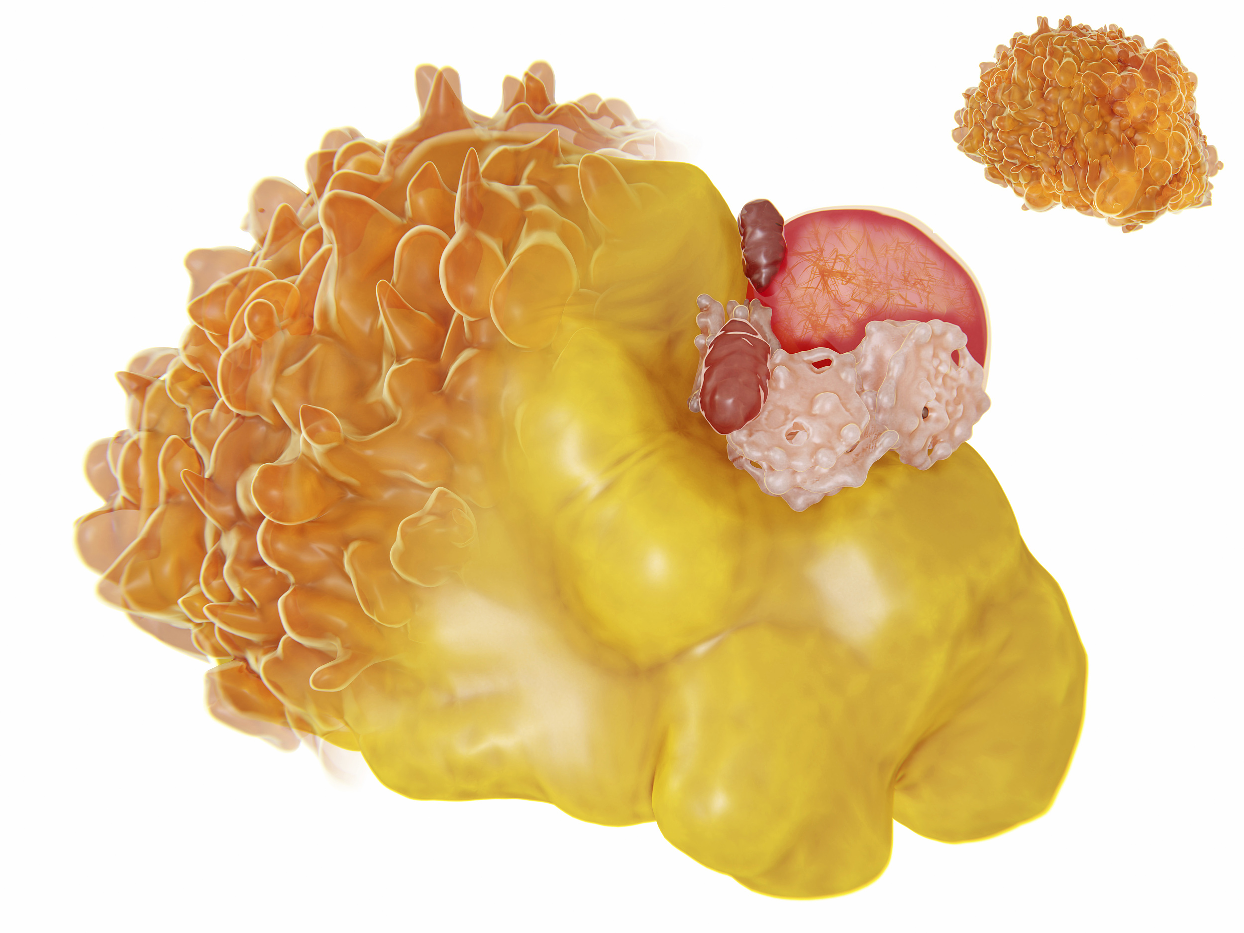 让脂肪起内讧？从内部全面瓦解脂肪