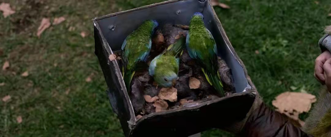 《鸟盒》剧照（图源：豆瓣网友lcve99）