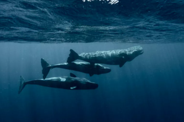 图片来源@派拉蒙影业