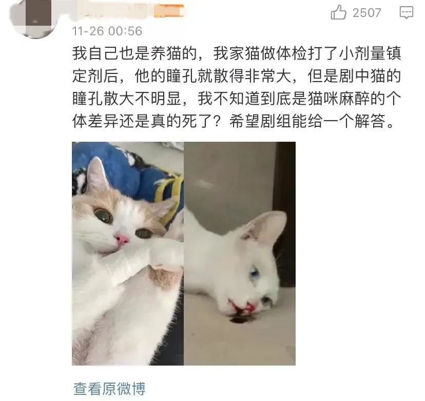 影视剧中的动物是演员而非道具，望周知