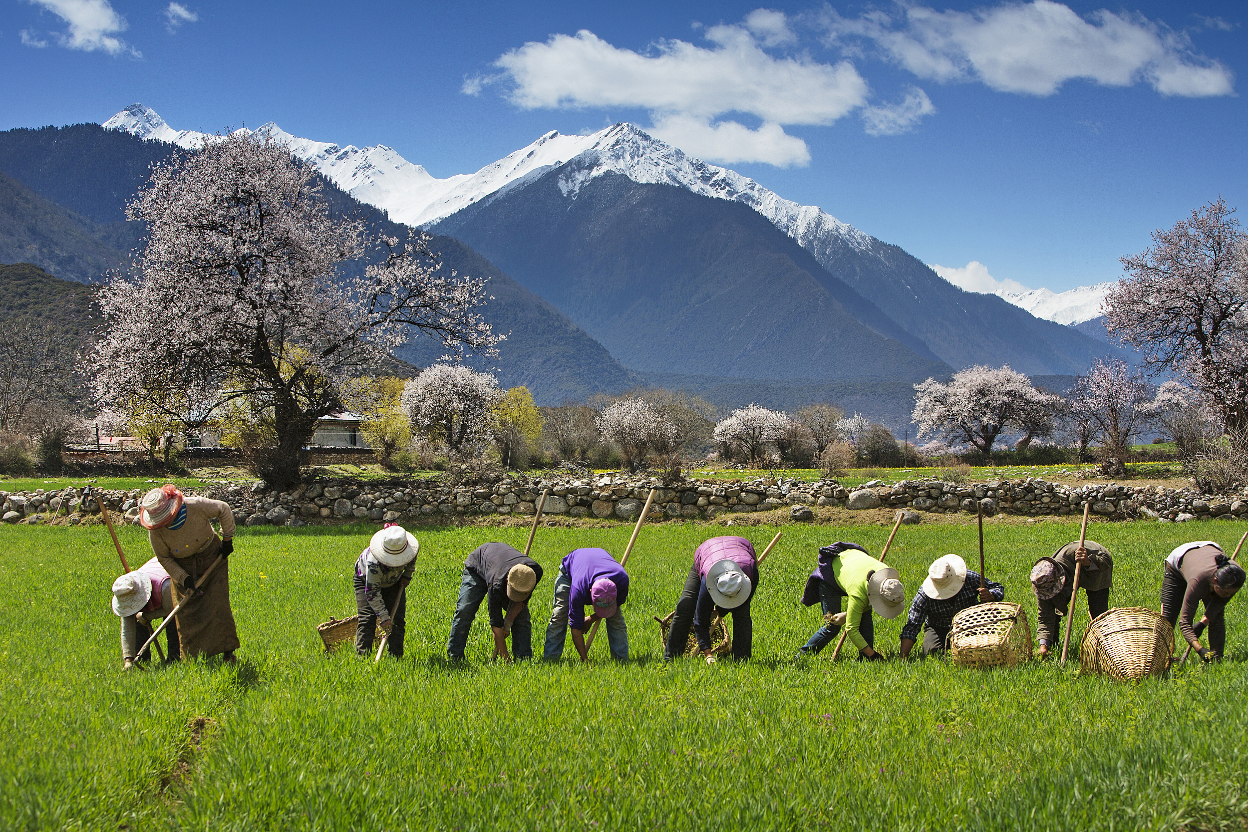 北上广的年轻人，周末扎堆菜地