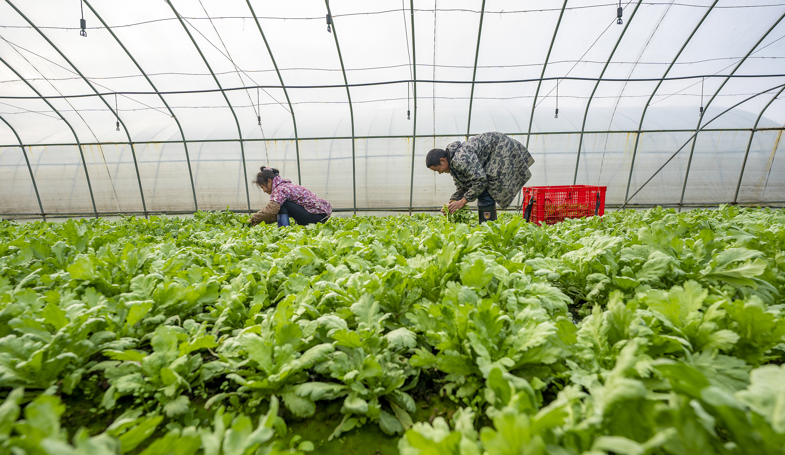 这批“技术派”，想改变中国农业