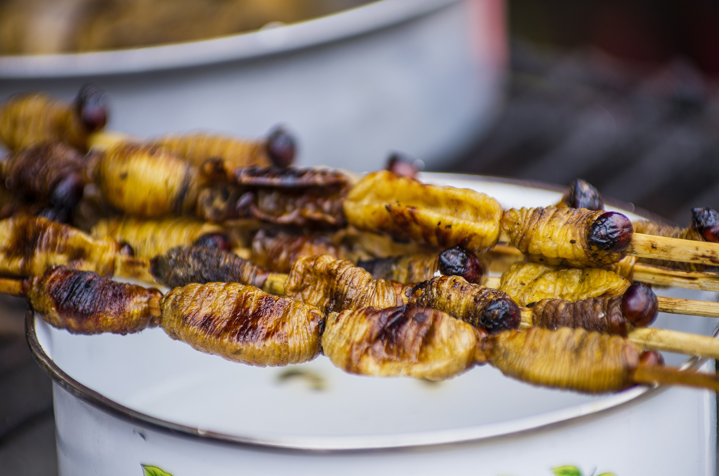 昆虫蛋白，会成为宠物赛道的风口吗？