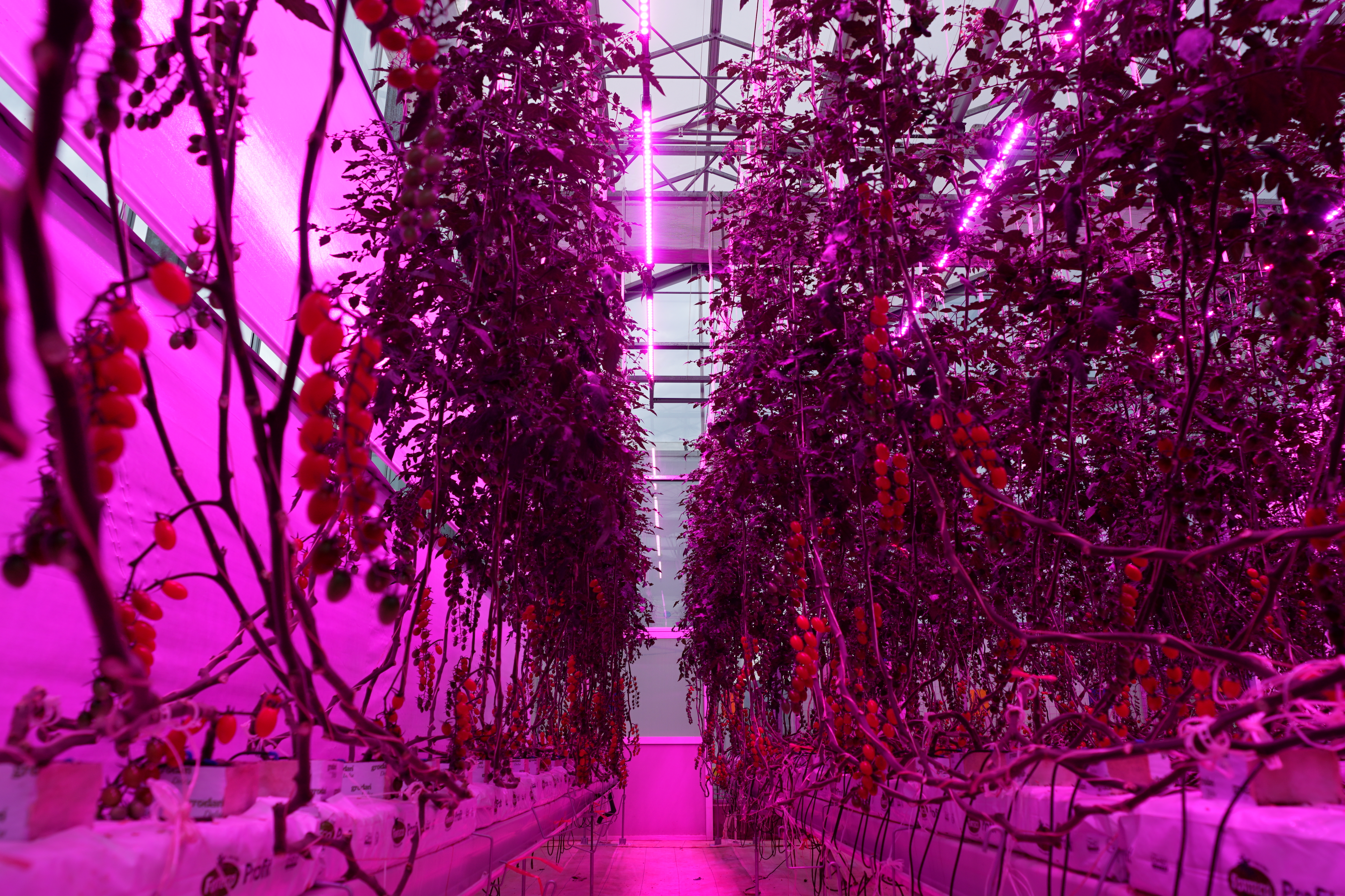 云南多多农研基地里，补光灯下的番茄