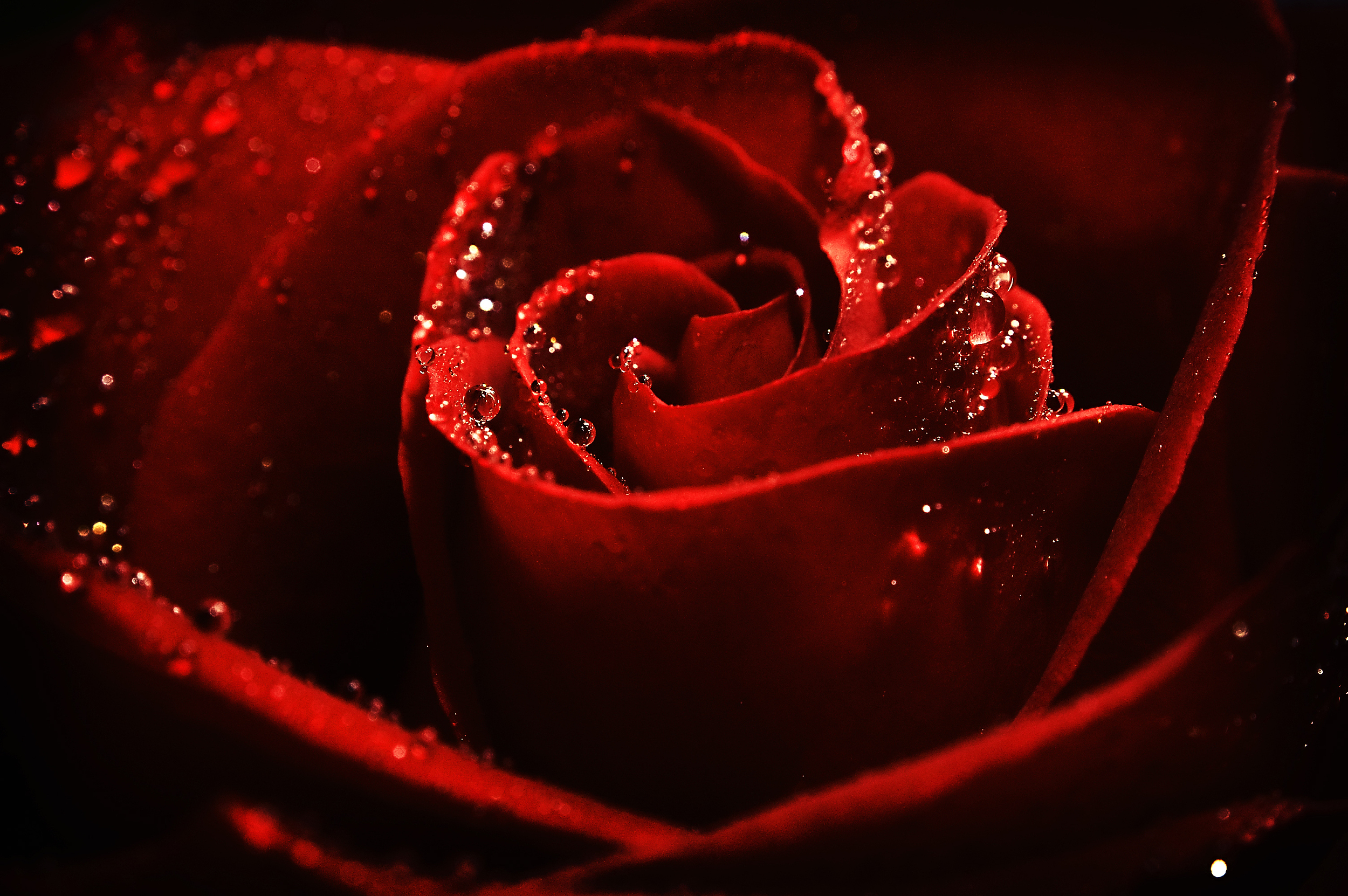 谁说后厂村没有爱情？我们把200朵玫瑰卖给了加班的互联网人