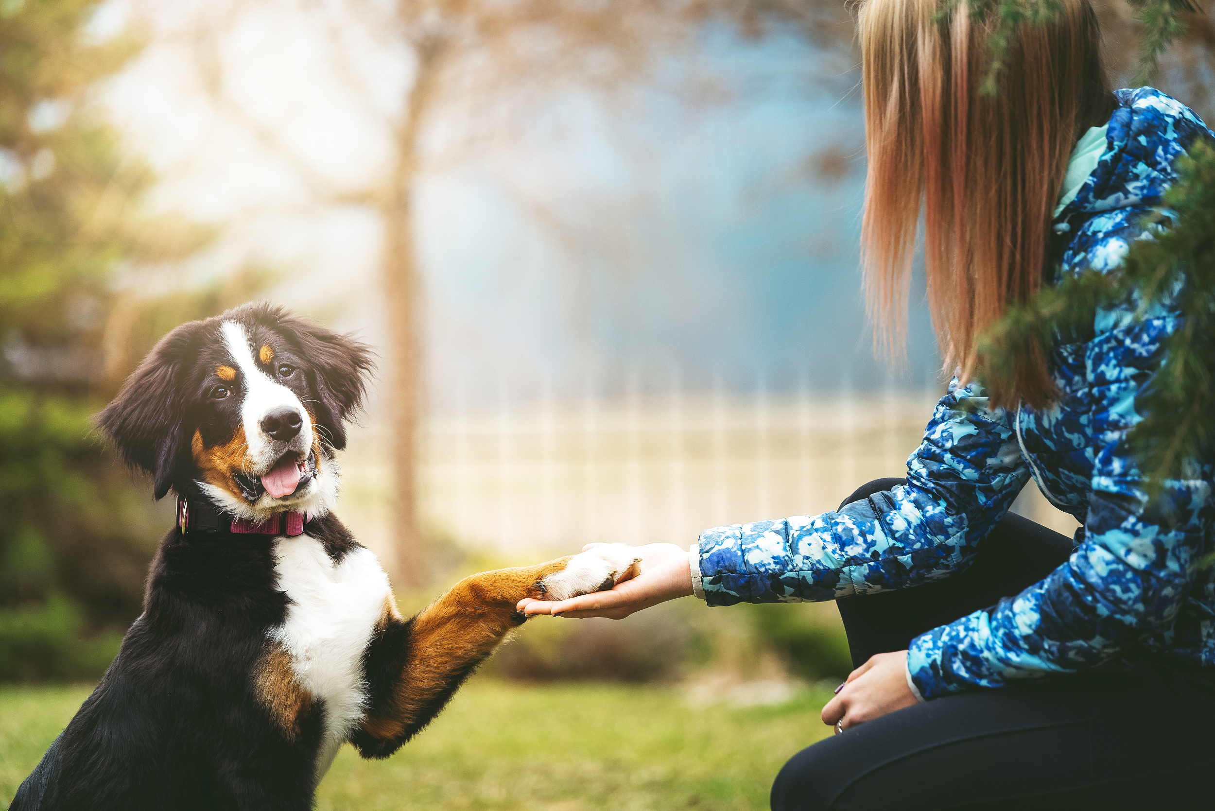 宠物驯导师：有人年入百万，有人入不敷出
