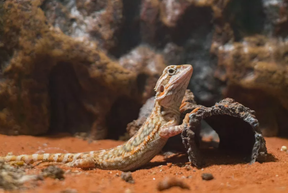 Z世代的异宠热：在沉迷和乱序中火爆？