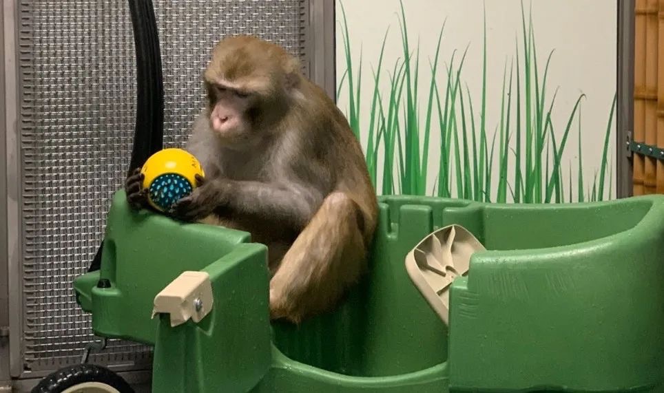 23只实验猴子死了15只，Neuralink 还好吗？