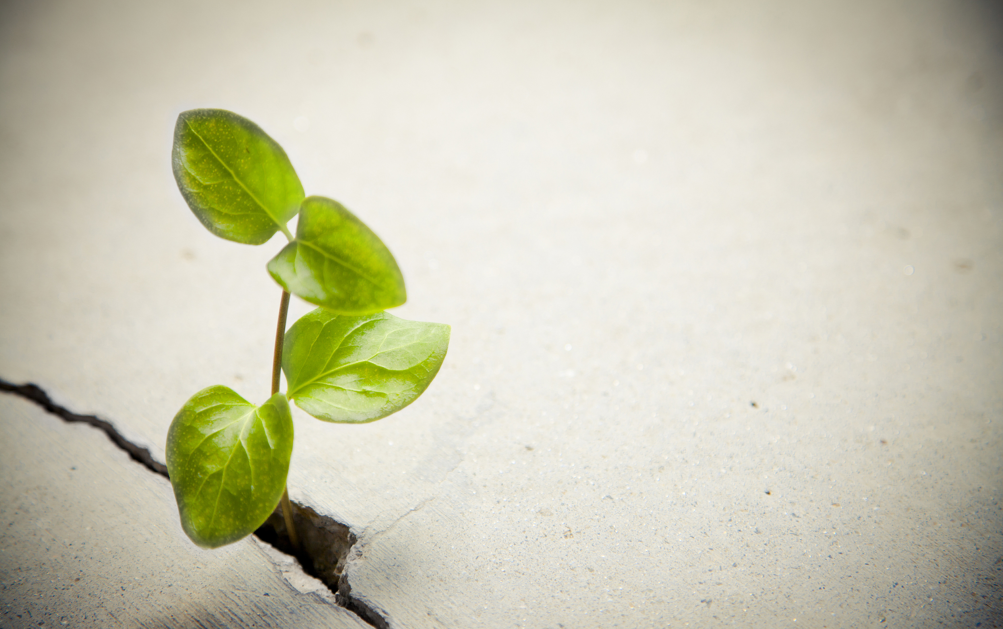 “当生活给我一朵小红花，我要笑着看它绽放”