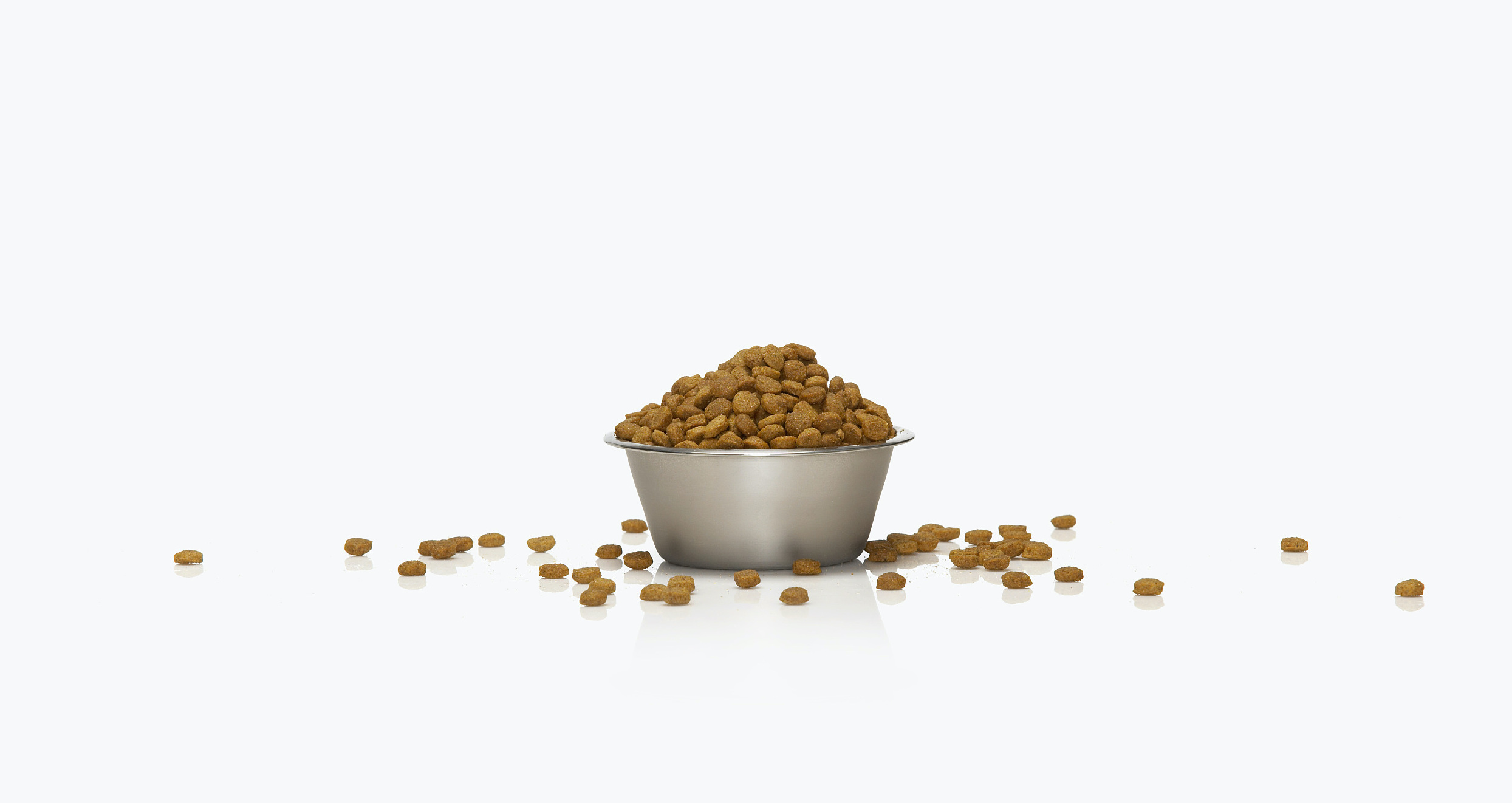 中国狗狗不爱“中国菜”？