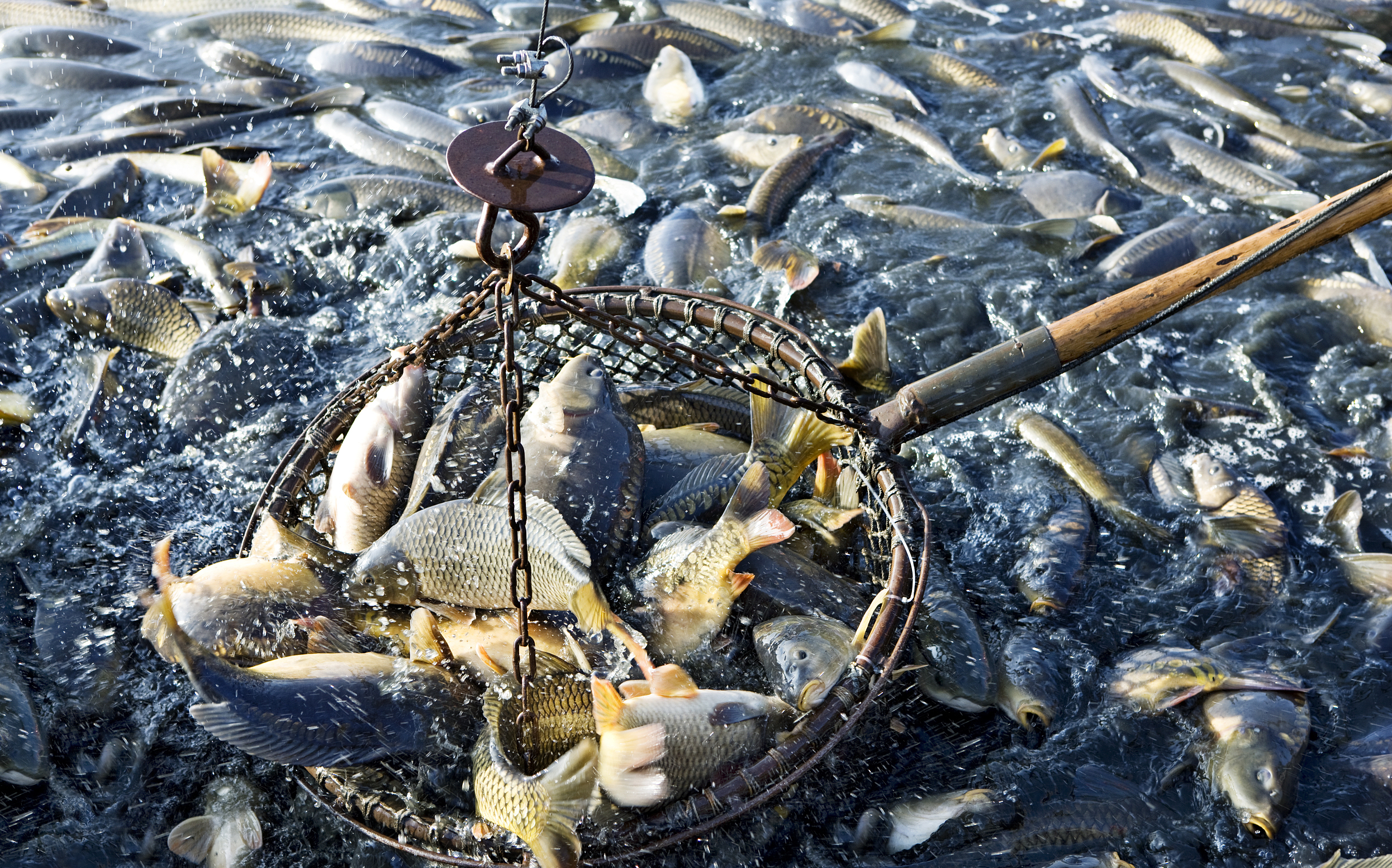 全球70%，中国鱼虾是如何统治世界的？