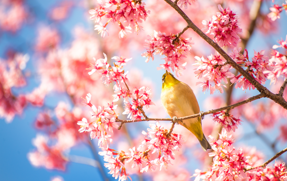 “我从来没有像现在这样渴望春天”